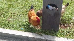 Random rooster and chickens