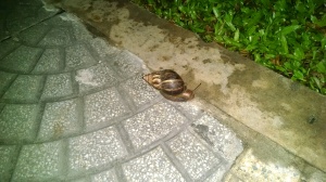 Turns out snails here are just like Singapore!