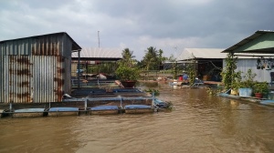 Fish farms floating in the middle of the river. A couple of dogs were guarding them!